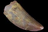 Serrated, Carcharodontosaurus Tooth - Thick Tooth #85722-1
